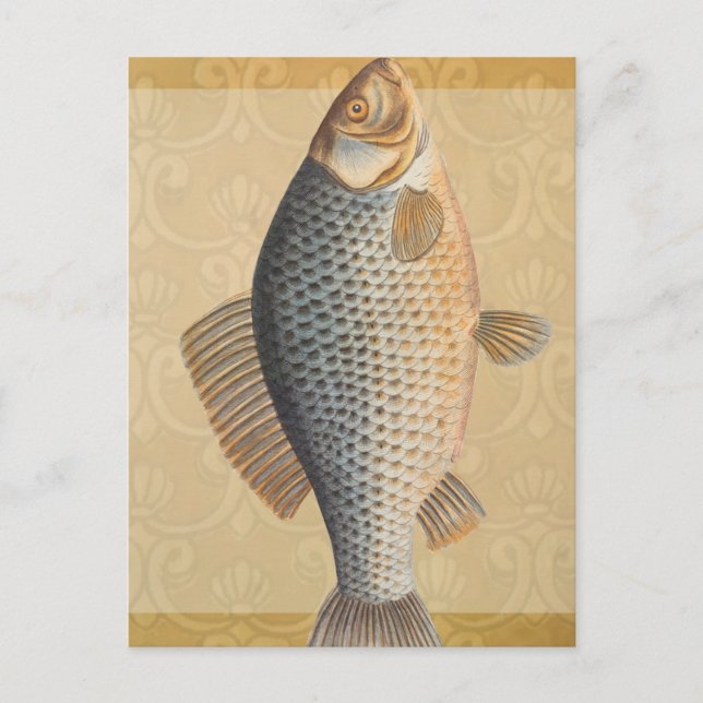 Carp fish fishing painting freshwater postcard (Front)