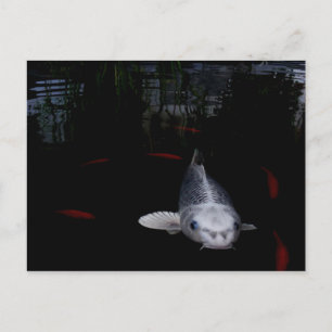 Carp Fish Postcard