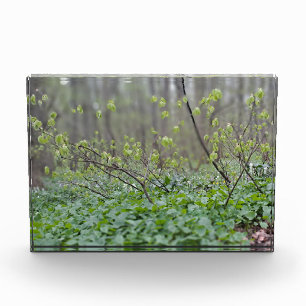 Carpathian Forest Floor Romania Nature Photograpy Photo Block