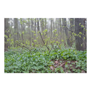 Carpathian Forest Floor Romania Nature Photograpy Photo Print