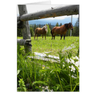 Carpathian Mountains - Ukraine