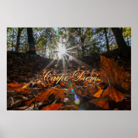 Carpe Diem shiny colourful leaves forest sunset