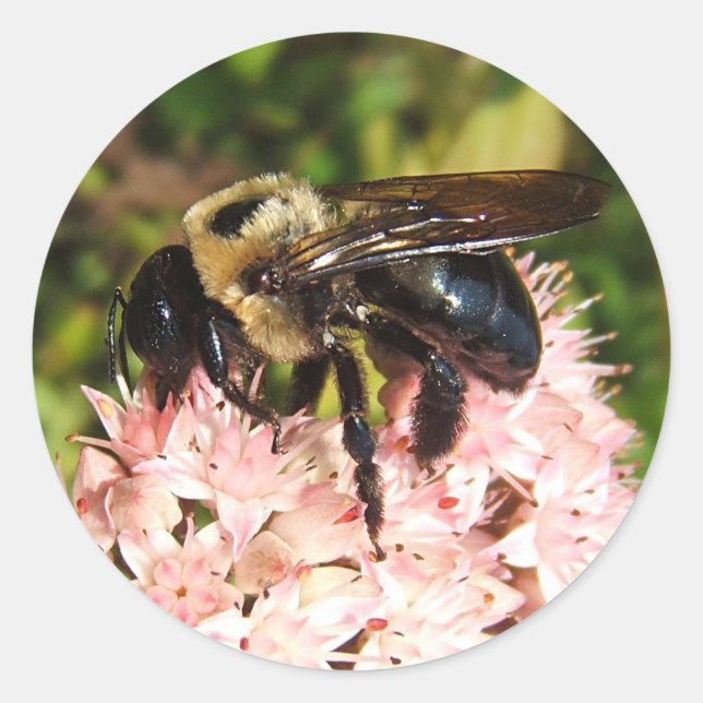 Carpenter Bee ~ sticker (Front)