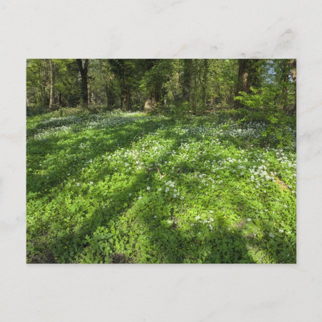 Carpet of Wild Garlic With Tree Shadows. Postcard (Front)