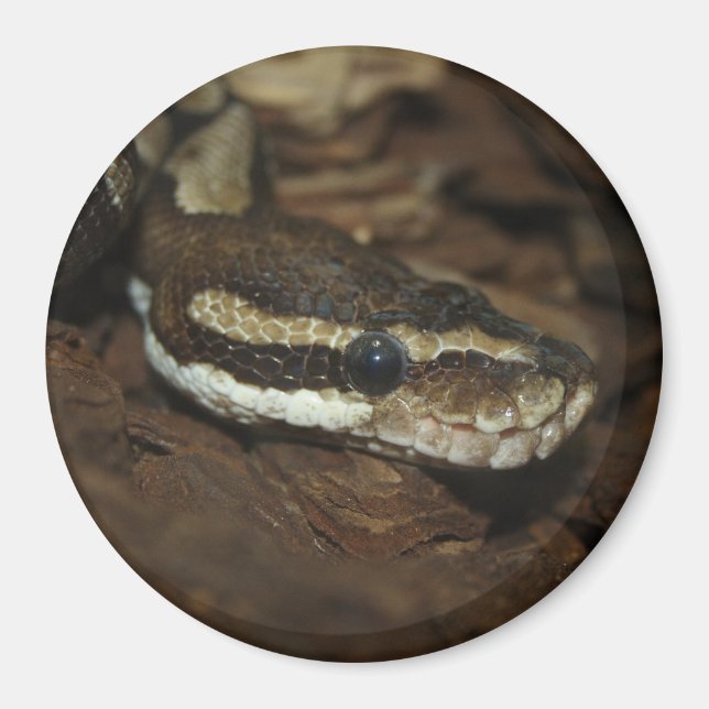 Carpet python magnet (Front)