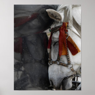 Carriage Horse and Its Reflection Poster
