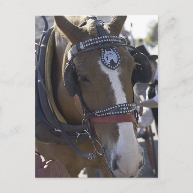 Carriage Horse Postcard (Front)