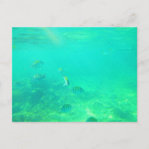 CARRIBEAN SEA POSTCARD 14