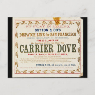 Carrier Dove Clipper Sailing  Postcard