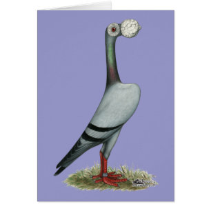 Carrier Pigeon 2012