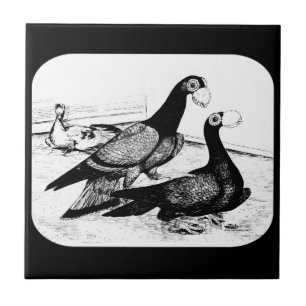 Carrier Pigeons Loft Scene 1980 Tile