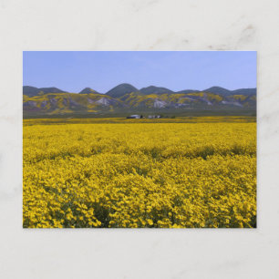 Carrizo Plain National Monument Postcard