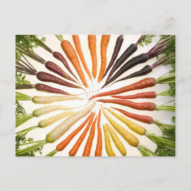 Carrot Colour Wheel Postcard (Front)