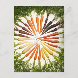 Carrot Colour Wheel Postcard