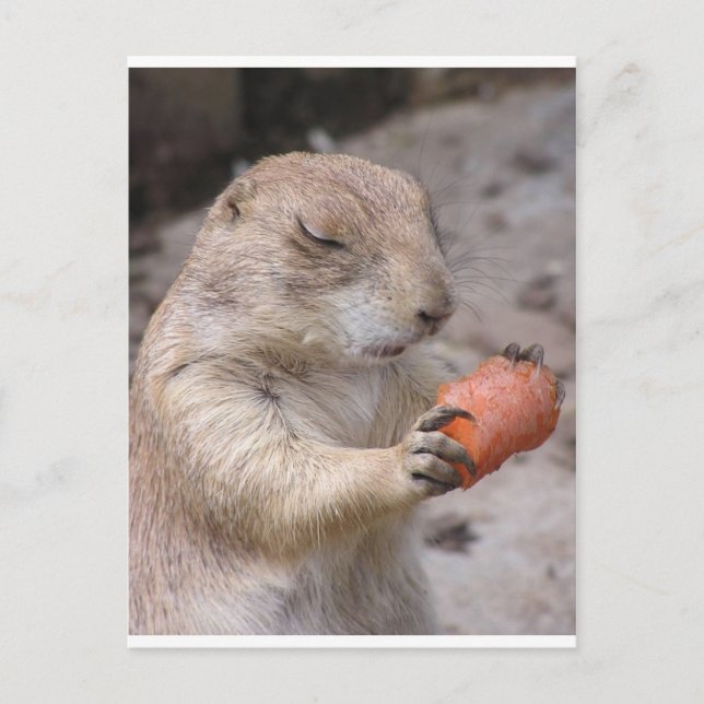 Carrot Postcard (Front)