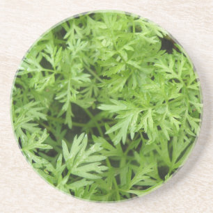 Carrot Tops Coasters
