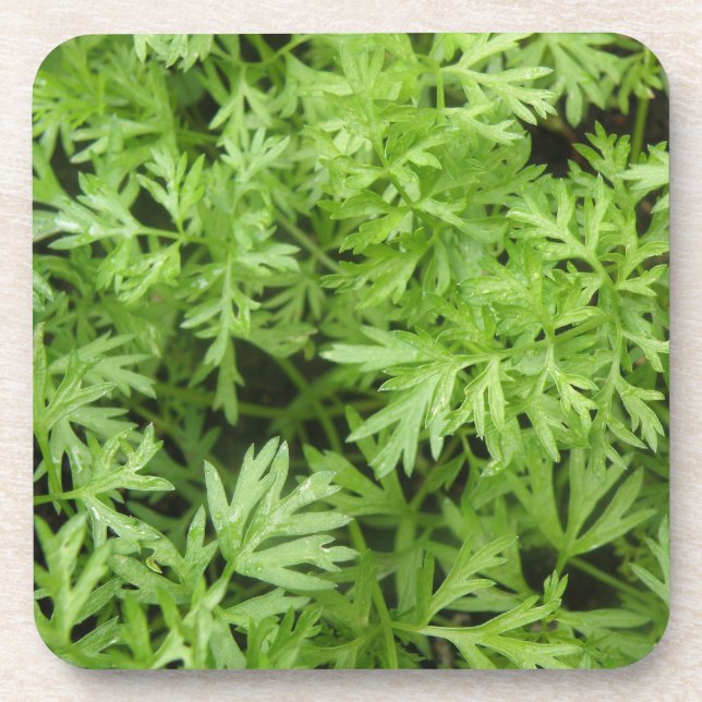 Carrot Tops Cork Coaster (Front)