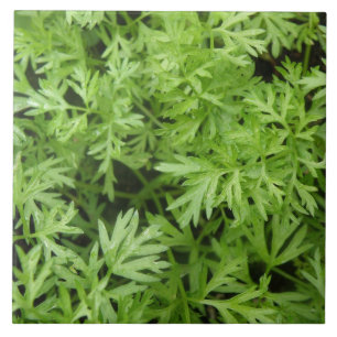 Carrot Tops Tile