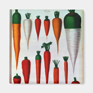 Carrots Magnet