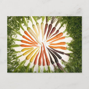 Carrots of Many Colours Postcard
