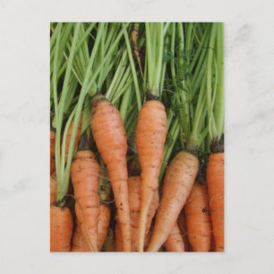 Carrots Postcard
