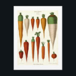 Carrots Postcard<br><div class="desc">Carrot varieties by Ernst Benary, (1819-1893).This image (or other media file) is in the public domain because its copyright has expired.</div>