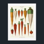 Carrots Postcard<br><div class="desc">Carrot varieties by Ernst Benary, (1819-1893).This image (or other media file) is in the public domain because its copyright has expired.</div>