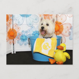Carson - West Highland Terrier -6 Postcard