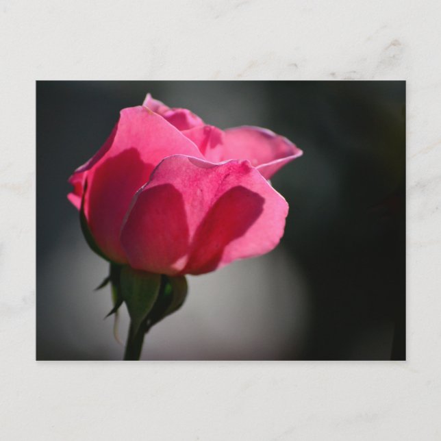 Cartão Postal - Rosa (Casa das Rosas)|Nº5 Postcard (Front)