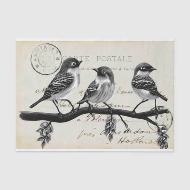 Carte Postale Birds on a Branch (French Postcard) Tissue Paper (Front)