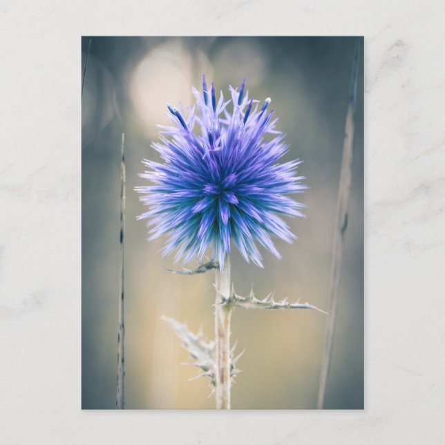 Carte postale Chardon bleu Postcard (Front)