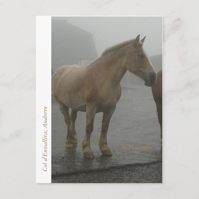 Carte postale cheval sous la pluie postcard (Front)
