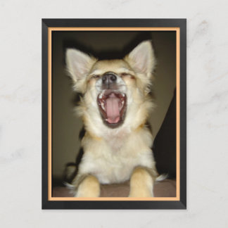 Carte postale chien chihuahua humour postcard