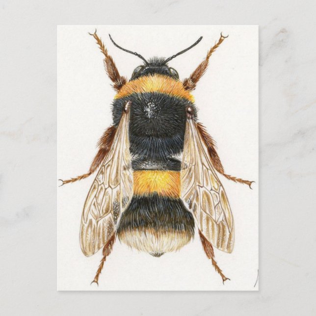 Carte Postale Dessin bourdon Postcard (Front)