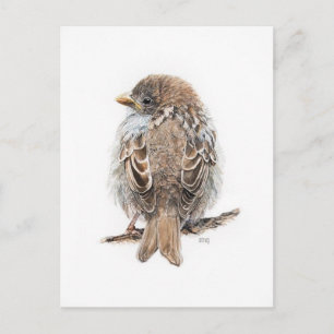 Carte Postale Dessin moineau Postcard