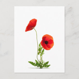 Carte postale - Fleurs de coquelicots fond blanc Postcard