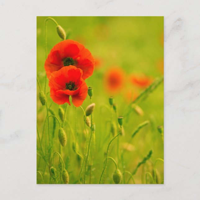 Carte postale - fleurs de coquelicots postcard (Front)