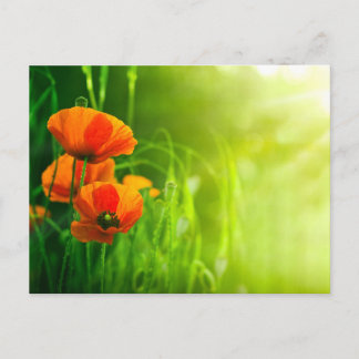 Carte postale - fleurs de coquelicots postcard