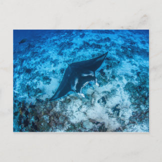 Carte postale, Manta ray マンタレイ Postcard