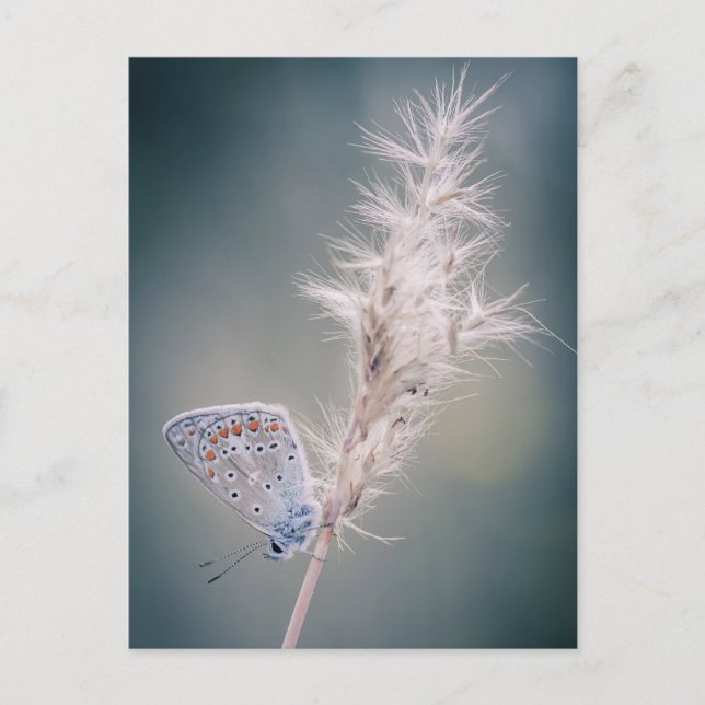 Carte postale papillon Argus bleu Postcard (Front)