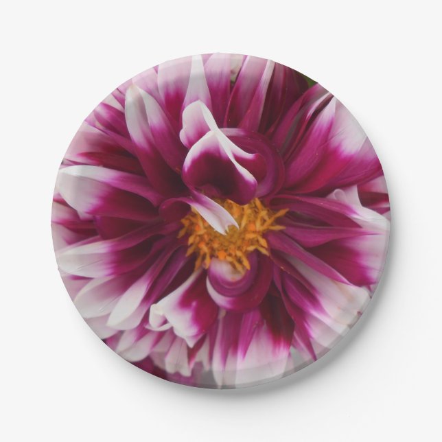 Cartheuserin Paper Plate (Front)