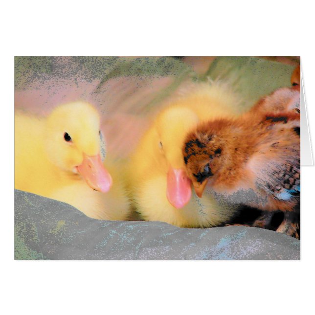 Cartoon ducks and chick (Front Horizontal)