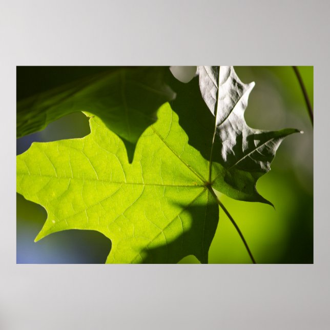 Carulmare Maple Leaf CC0041 Poster (Front)