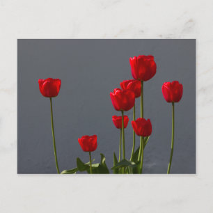 Carulmare Red Tulips CC0032 Postcard