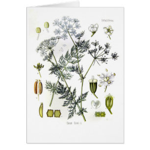 Carum carvi (caraway)