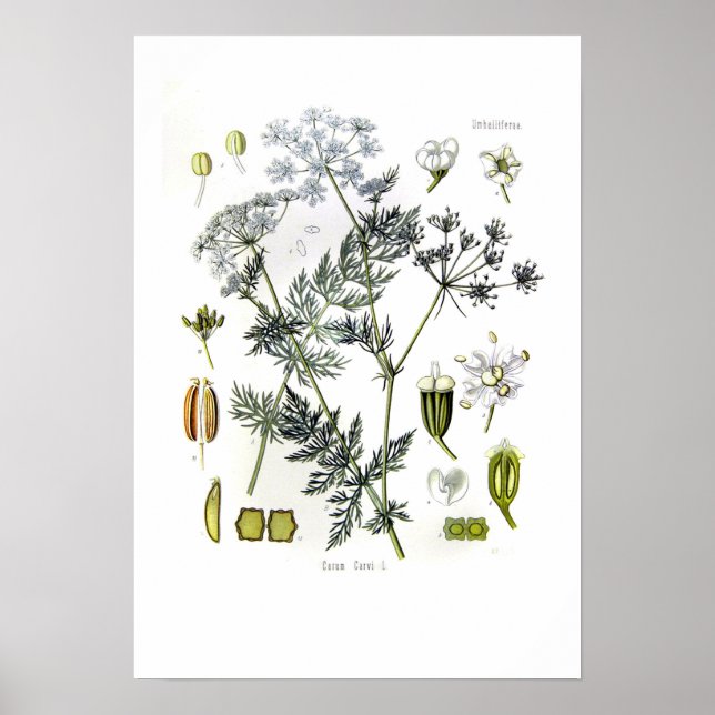 Carum carvi (caraway) poster (Front)