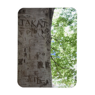 Carved in a Tree Central Park Nature Photography Magnet