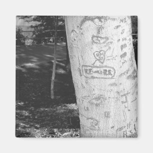 Carving on birch tree trunk B&W Magnet