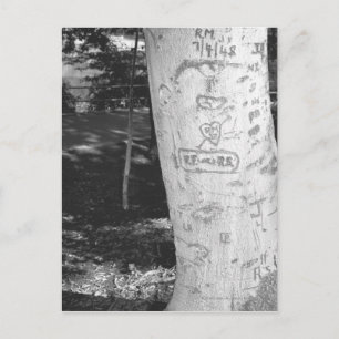 Carving on birch tree trunk B&W Postcard