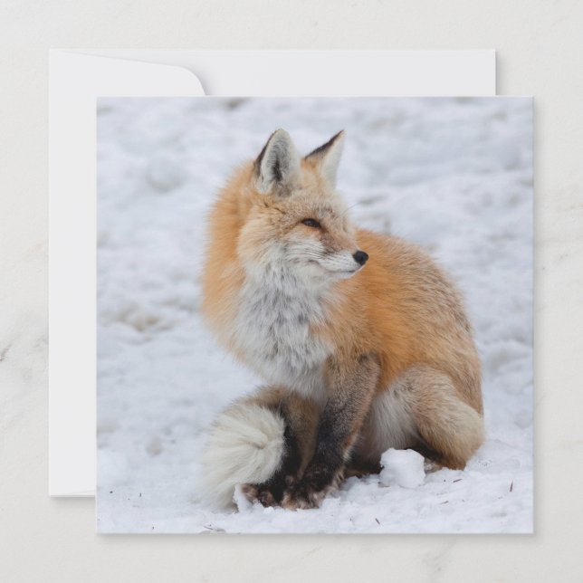 Cascade Fox in Snow Holiday Card (Front)
